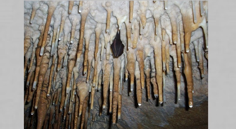 Лекция «Летучие мыши пещер Прибайкалья»