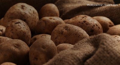 Кто о чем, а мы о картофеле в органическом земледелии Кто о чем, а мы о картофеле в органическом земледелии