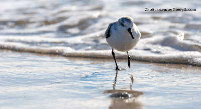Птицы Прибайкалья Птицы Прибайкалья