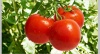 Лекция «Питание растений. Выращивание томатов» 