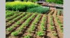 Лекция  «Агротехника природного земледелия»