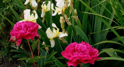 Дела цветочные Дела цветочные