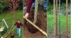 Мастер-класс «Как посадить дерево»
