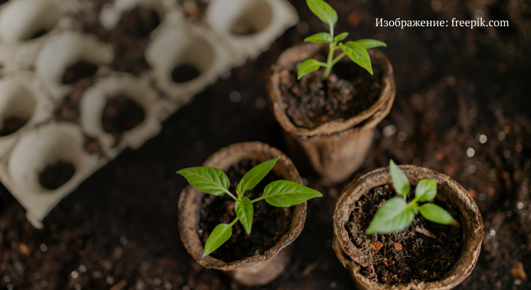 Особенности ухода за рассадой в органическом земледелии