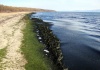 Круглый стол «Экологический кризис в прибрежной зоне озера Байкал»