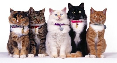 Книжная выставка «Планета кошек» 