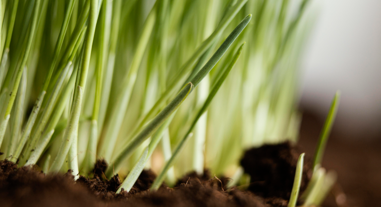 Технология выращивания из семян: лука, сельдерея и разных пряных трав