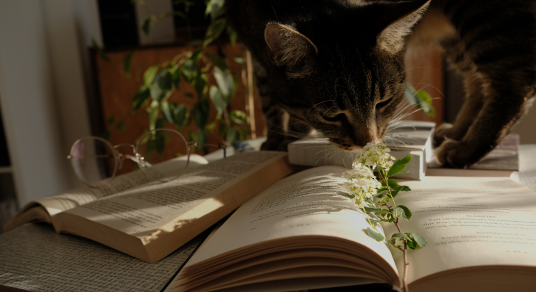 Летний книжный клуб Летний книжный клуб