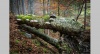 Показ фильма «Создавая древний лес – национальный парк "Калькальпен"»