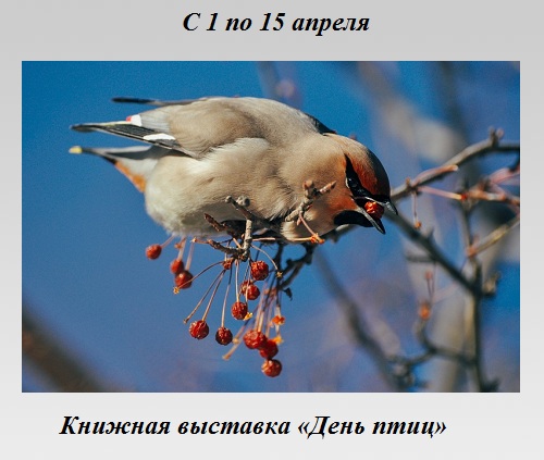 День птиц День птиц