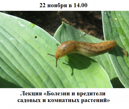 Болезни и вредители садовых и комнатных растений