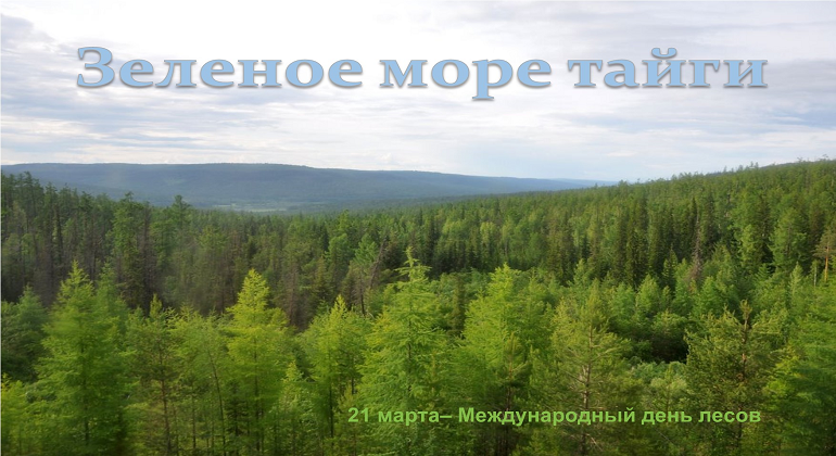 Выставка «Зеленое море тайги» Выставка «Зеленое море тайги»