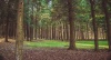 Выставка «Лес – зеленый каркас планеты»