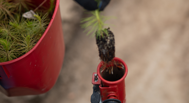 «Зеленая» акция «100 га». Лесовосстановление с Молчановкой  «Зеленая» акция «100 га». Лесовосстановление с Молчановкой