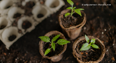 Особенности ухода за рассадой в органическом земледелии