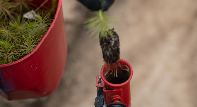 «Зеленая» акция «100 га». Лесовосстановление с Молчановкой 